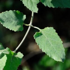 Bloeiende Buddleja dysophylla in Jan Celliers Park.