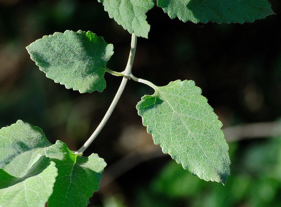 Bloeiende Buddleja dysophylla in Jan Celliers Park.