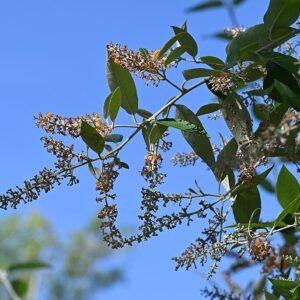 Bloeiende Buddleja madagascariensis plant met feloranje bloemen en groene bladeren.
