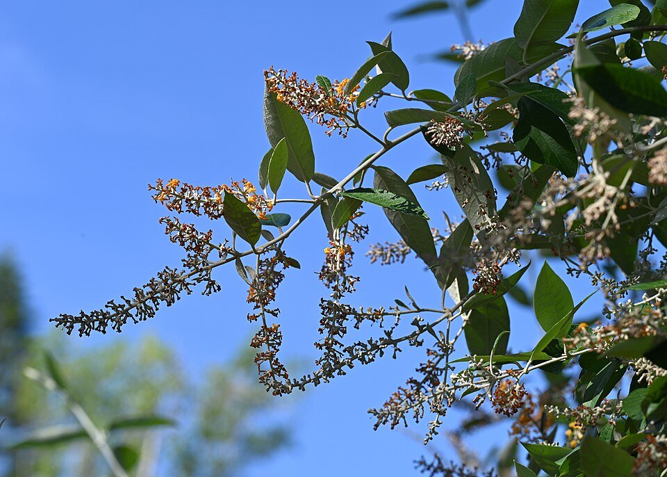 Bloeiende Buddleja madagascariensis plant met feloranje bloemen en groene bladeren.