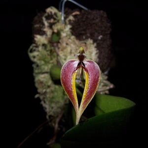 Close-up van bloeiende Bulbophyllum maxillare orchidee.