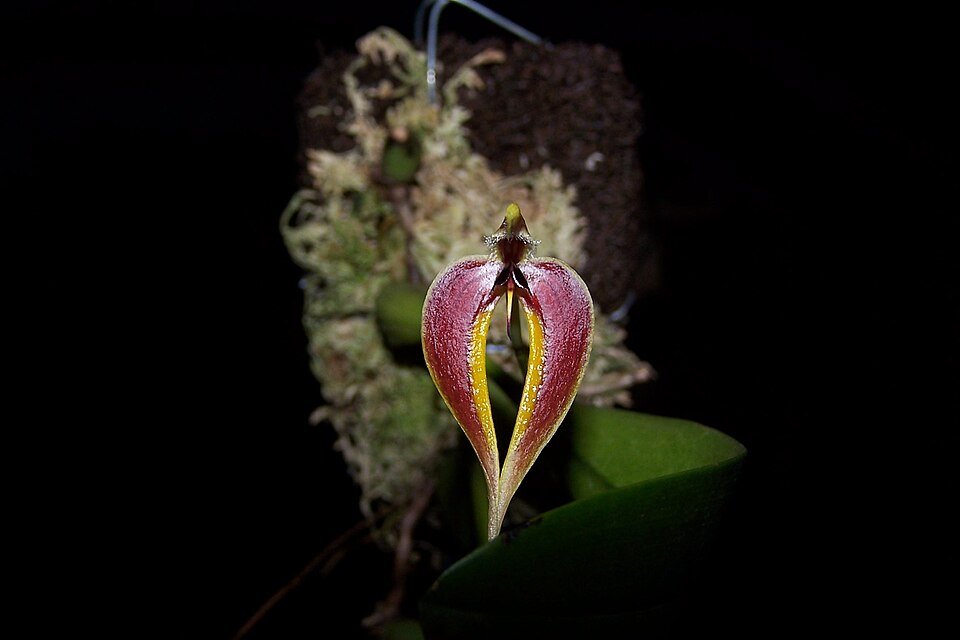 Close-up van bloeiende Bulbophyllum maxillare orchidee.