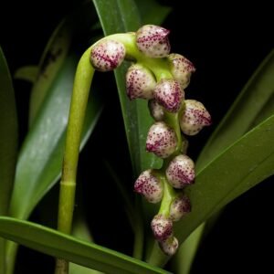 Bloeiende Bulbophyllum aubrevillei orchidee met groen-witte bloemen.