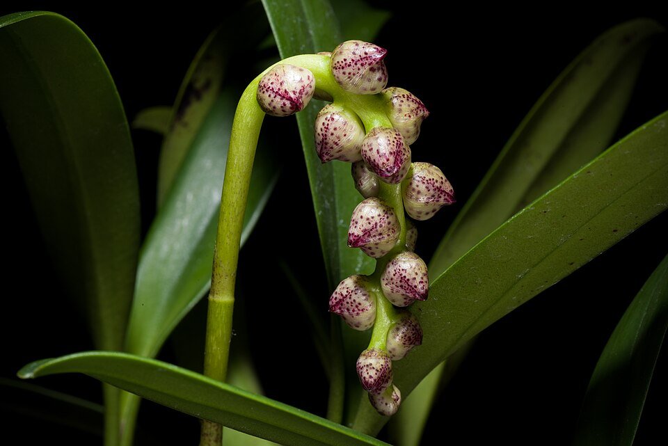 Bloeiende Bulbophyllum aubrevillei orchidee met groen-witte bloemen.