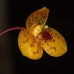 Purple orchid Bulbophyllum analamazoatrae with green leaves on wooden background.