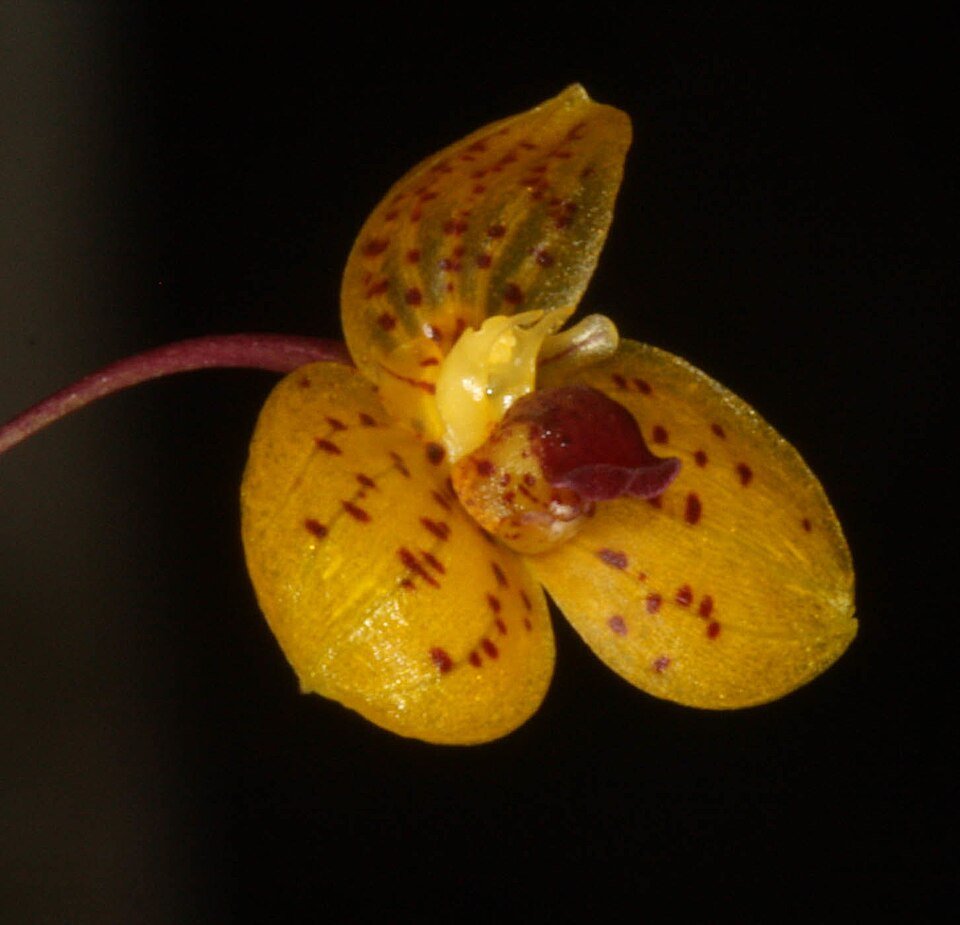Purple orchid Bulbophyllum analamazoatrae with green leaves on wooden background.
