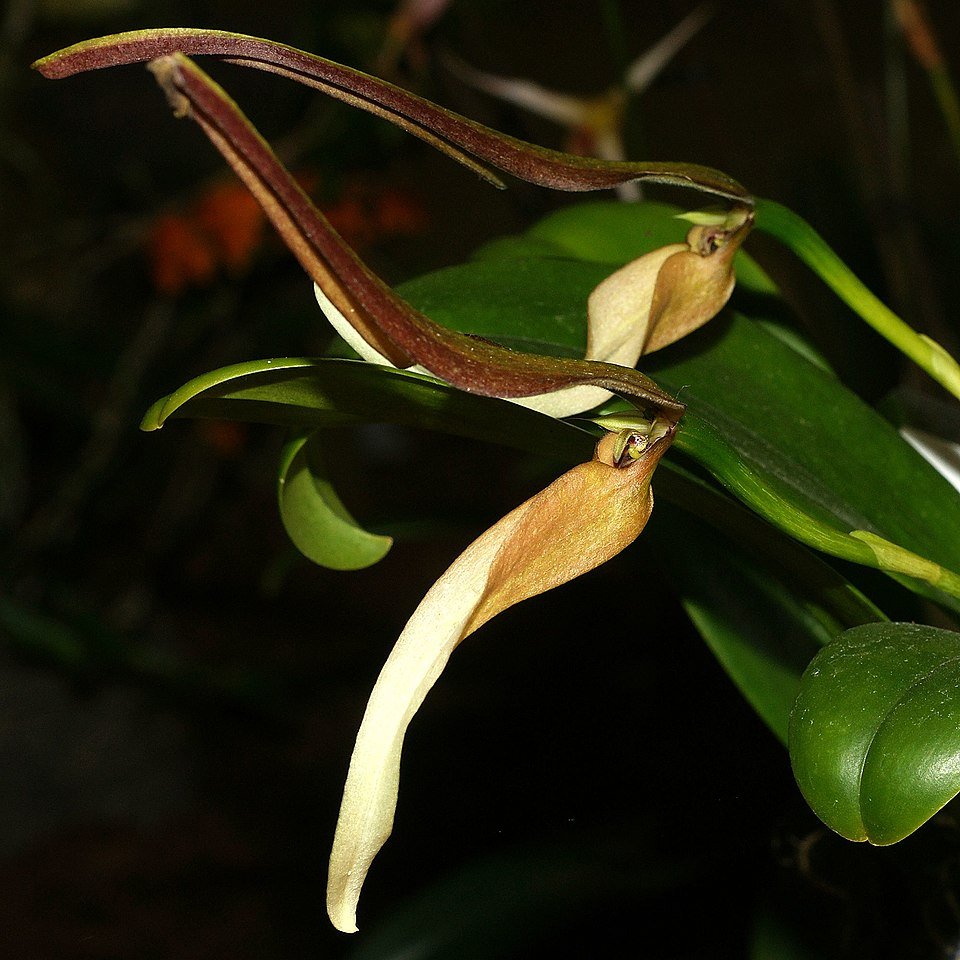 Bulbophyllum sect. Hyalosema orchidee met gele bloemen en groene bladeren.