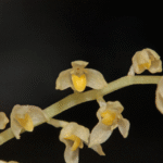 Bulbophyllum sect. Stachysanthes orchid blooms on green leaves.