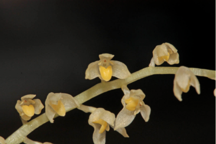 Bulbophyllum sect. Stachysanthes orchid blooms on green leaves.