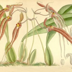 Bulbophyllum sect. Biflorae orchidee bloem met unieke vormen en kleuren.