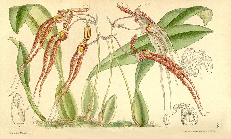 Bulbophyllum sect. Biflorae orchidee bloem met unieke vormen en kleuren.