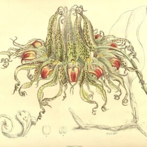 Paarse en gele Bloem van Beccariana orchidee op groene bladeren.