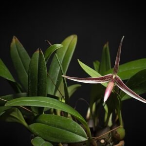 Close-up van paarse Codonosiphon bloem met unieke vorm.