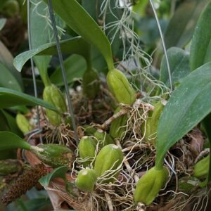 Paarse en witte Bulbophyllum clavatum orchidee bloem op donkere achtergrond.