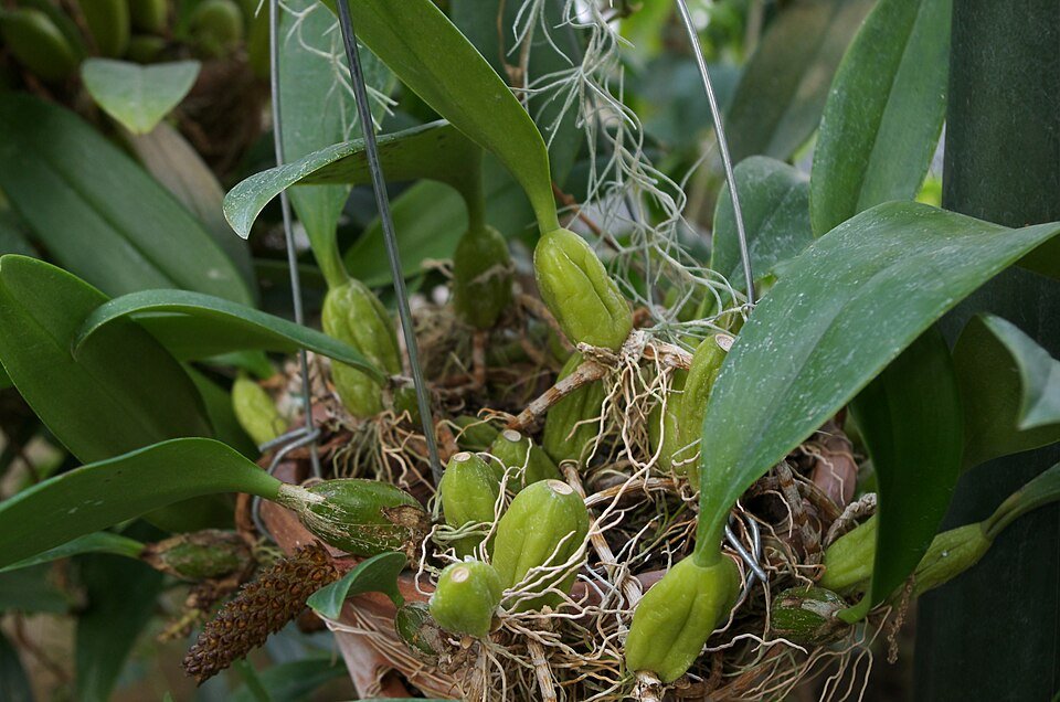 Paarse en witte Bulbophyllum clavatum orchidee bloem op donkere achtergrond.