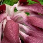 Bloeiende Bulbophyllum fletcherianum orchidee met gele en rode bloemen.