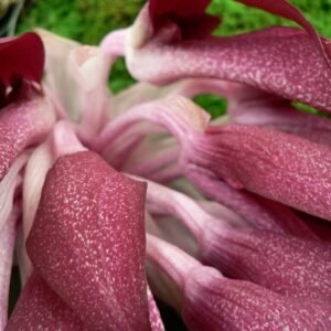 Bloeiende Bulbophyllum fletcherianum orchidee met gele en rode bloemen.