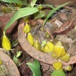 Bulbophyllum fuscopurpureum orchidee met donkerpaarse bloemen en groene bladeren.