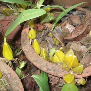 Bulbophyllum fuscopurpureum orchidee met donkerpaarse bloemen en groene bladeren.
