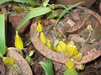 Bulbophyllum fuscopurpureum orchidee met donkerpaarse bloemen en groene bladeren.