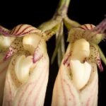 Bloeiende Bulbophyllum sect. Cirrhopetaloides orchidee op groene achtergrond.