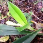 Bulbophyllum occlusum orchidee met paarse tinten en tijgerstrepenpatroon.