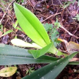 Bulbophyllum occlusum orchidee met paarse tinten en tijgerstrepenpatroon.