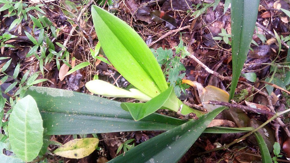 Bulbophyllum occlusum orchidee met paarse tinten en tijgerstrepenpatroon.