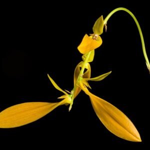 Paarse Bulbophyllum refractum orchidee in bloei met groene bladeren.