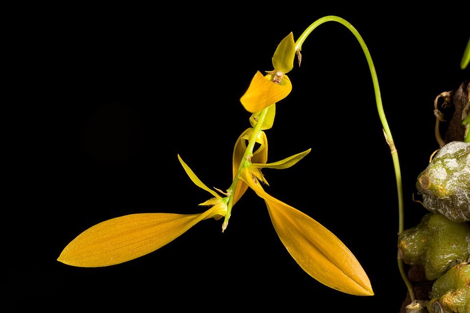 Paarse Bulbophyllum refractum orchidee in bloei met groene bladeren.