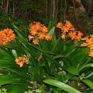 Clivia miniata bloesem in fel oranje.