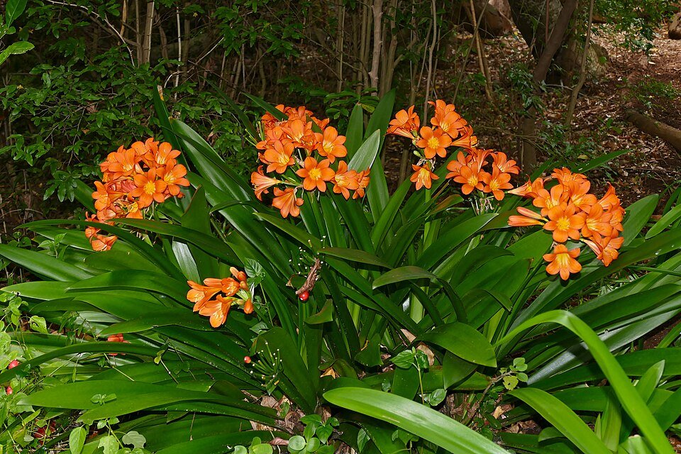 Clivia miniata bloesem in fel oranje.