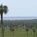 Butia odorata palmboom met sierlijke bladeren en vruchten.