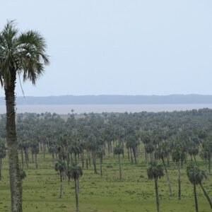 Butia odorata palmboom met sierlijke bladeren en vruchten.