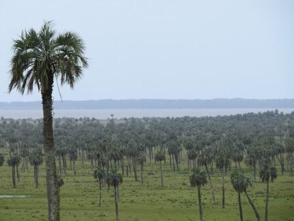 Butia odorata palmboom met sierlijke bladeren en vruchten.