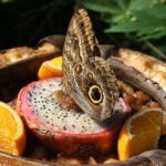 Rode pitahaya vrucht met groene schubben en textuur, exotisch en levendig.