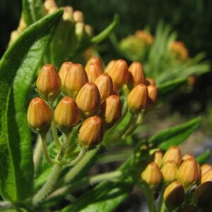 Oranje Asclepias tuberosa bloemknop op zandgrond in close-up.