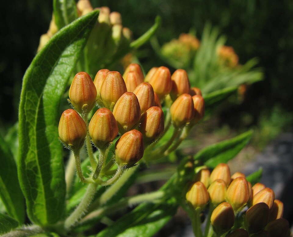Oranje Asclepias tuberosa bloemknop op zandgrond in close-up.