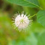 Witte Buttonbush bloem met groen blad op onscherpe achtergrond.