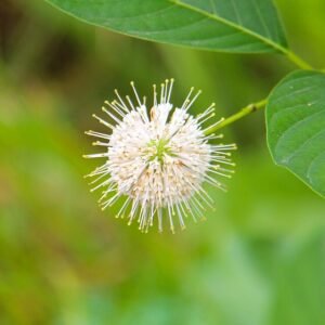 Witte Buttonbush bloem met groen blad op onscherpe achtergrond.