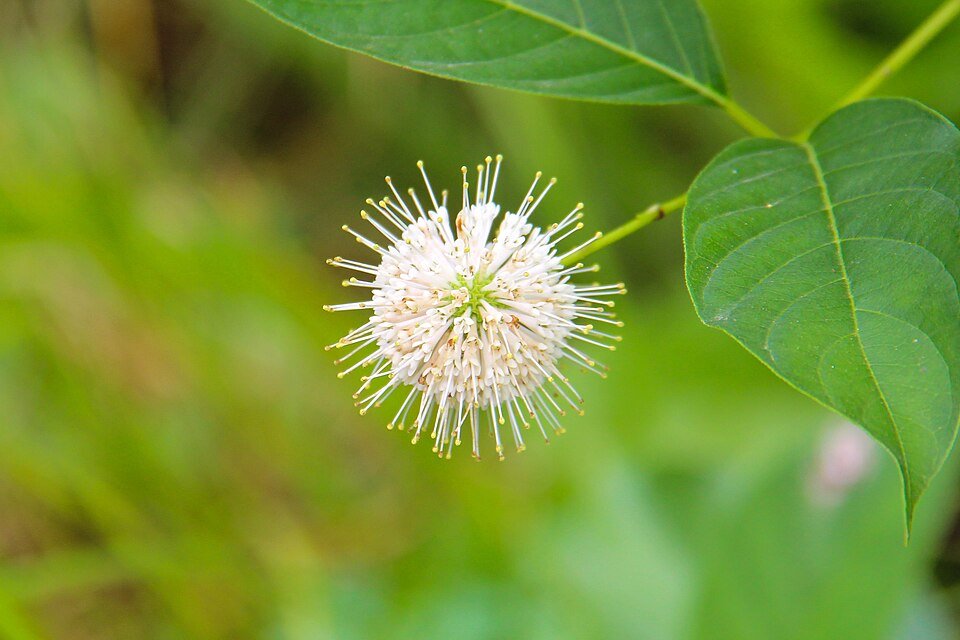 Witte Buttonbush bloem met groen blad op onscherpe achtergrond.