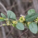 Buxus sempervirens in zonlicht.