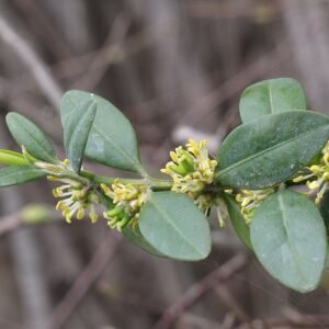 Buxus sempervirens in zonlicht.