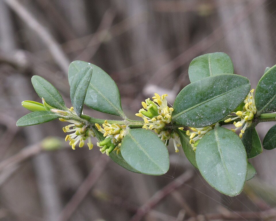 Buxus sempervirens in zonlicht.