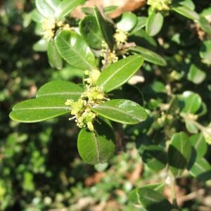 Buxus sinica plant met groene bladeren en compacte groeiwijze.