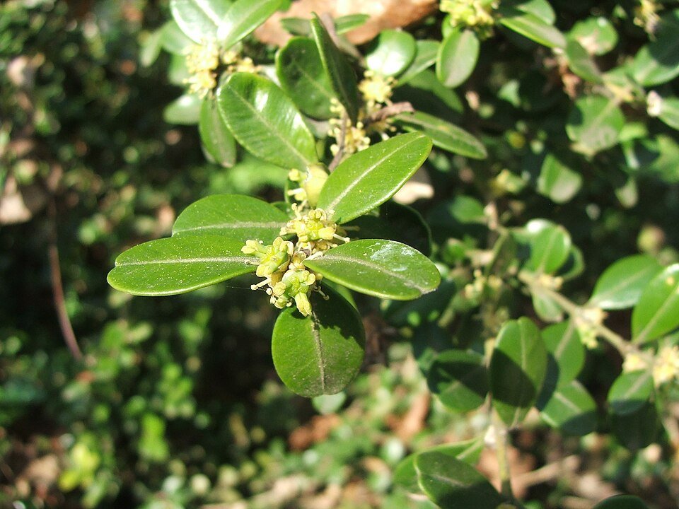 Buxus sinica plant met groene bladeren en compacte groeiwijze.