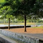 Majestueuze Ulmus 'Morton Stalwart'-boom met weelderig groene bladeren langs North Lake.