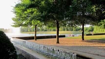 Majestueuze Ulmus 'Morton Stalwart'-boom met weelderig groene bladeren langs North Lake.