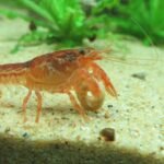 Pogostemon helferi aquariumplant met groene bladeren in helder water.