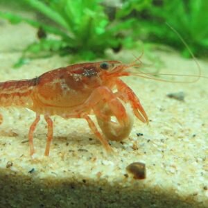 Pogostemon helferi aquariumplant met groene bladeren in helder water.